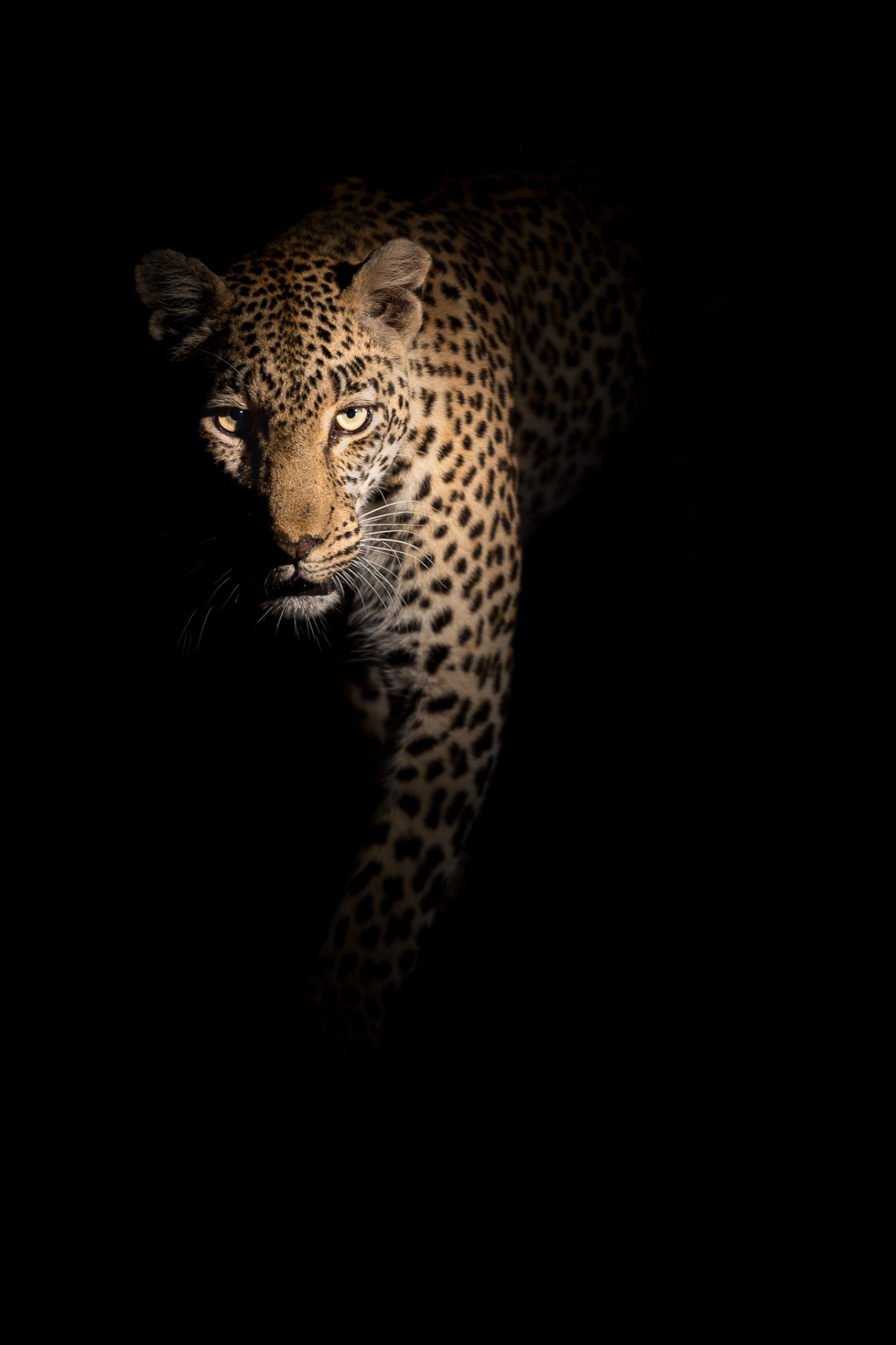 Female leopard in the darkness - Sabi Sands, South Africa