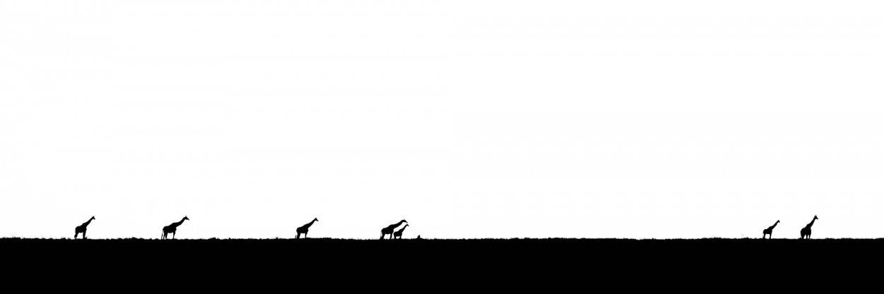 Silhouette of giraffe walking on an open plains - Murchison Falls, Uganda