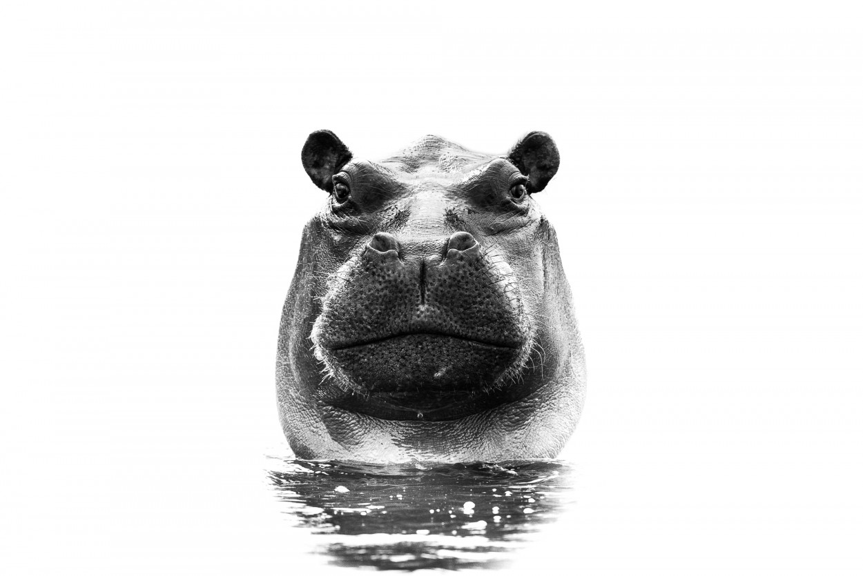 Black and white portrait of a hippo