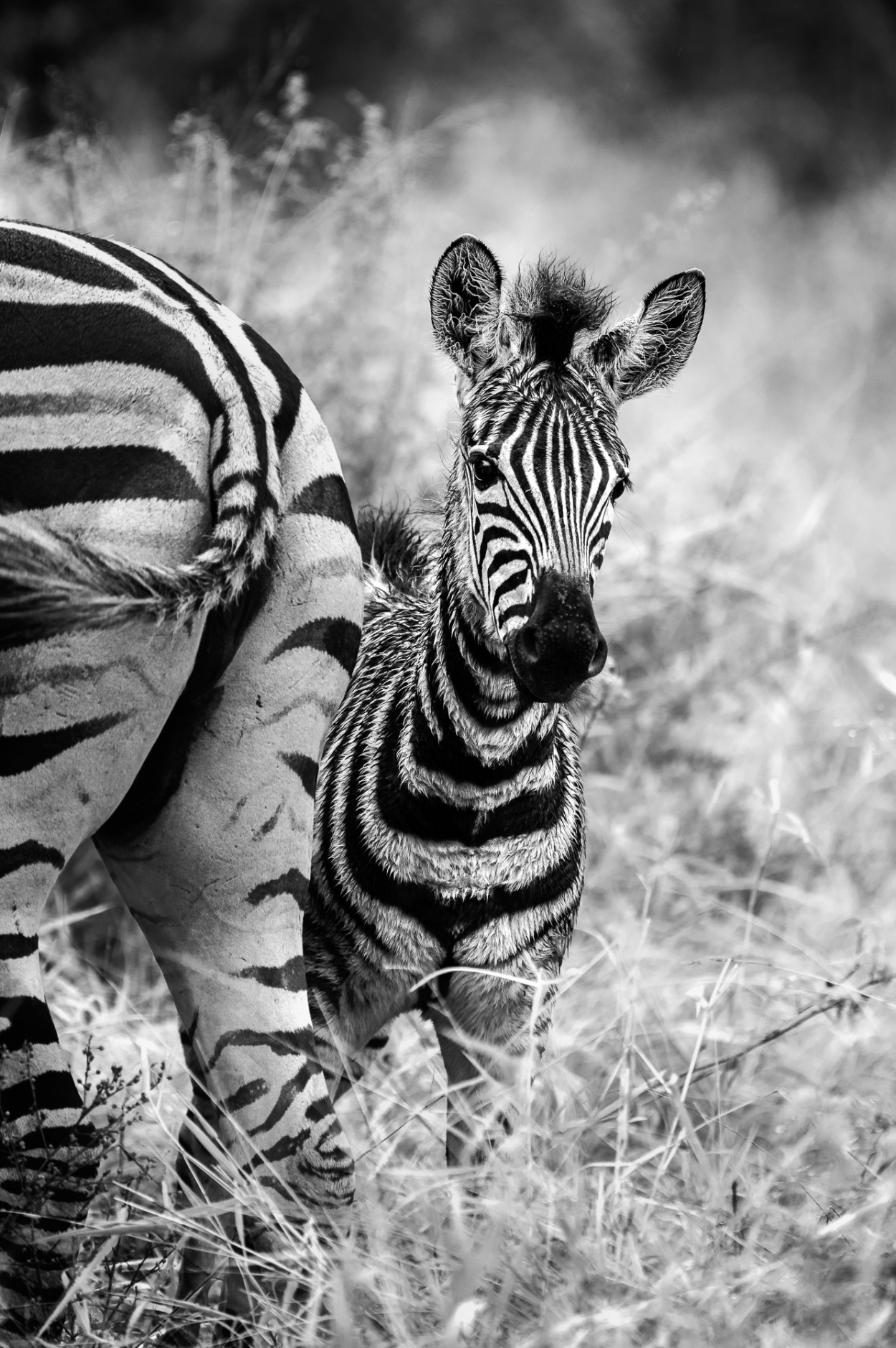 Plains zebra fowl in black and white - Kruger NP, South Africa