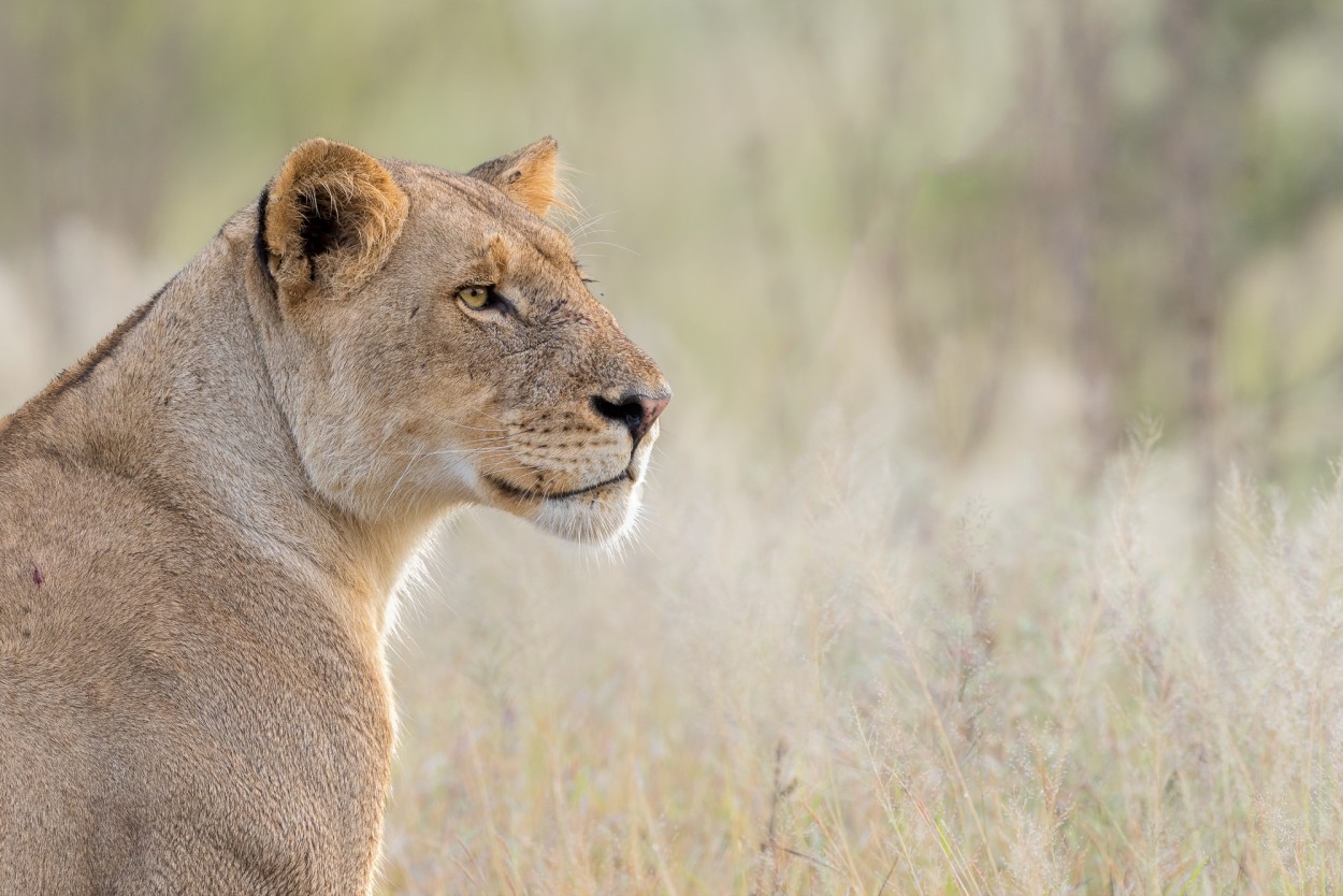 Portrait of a lioness