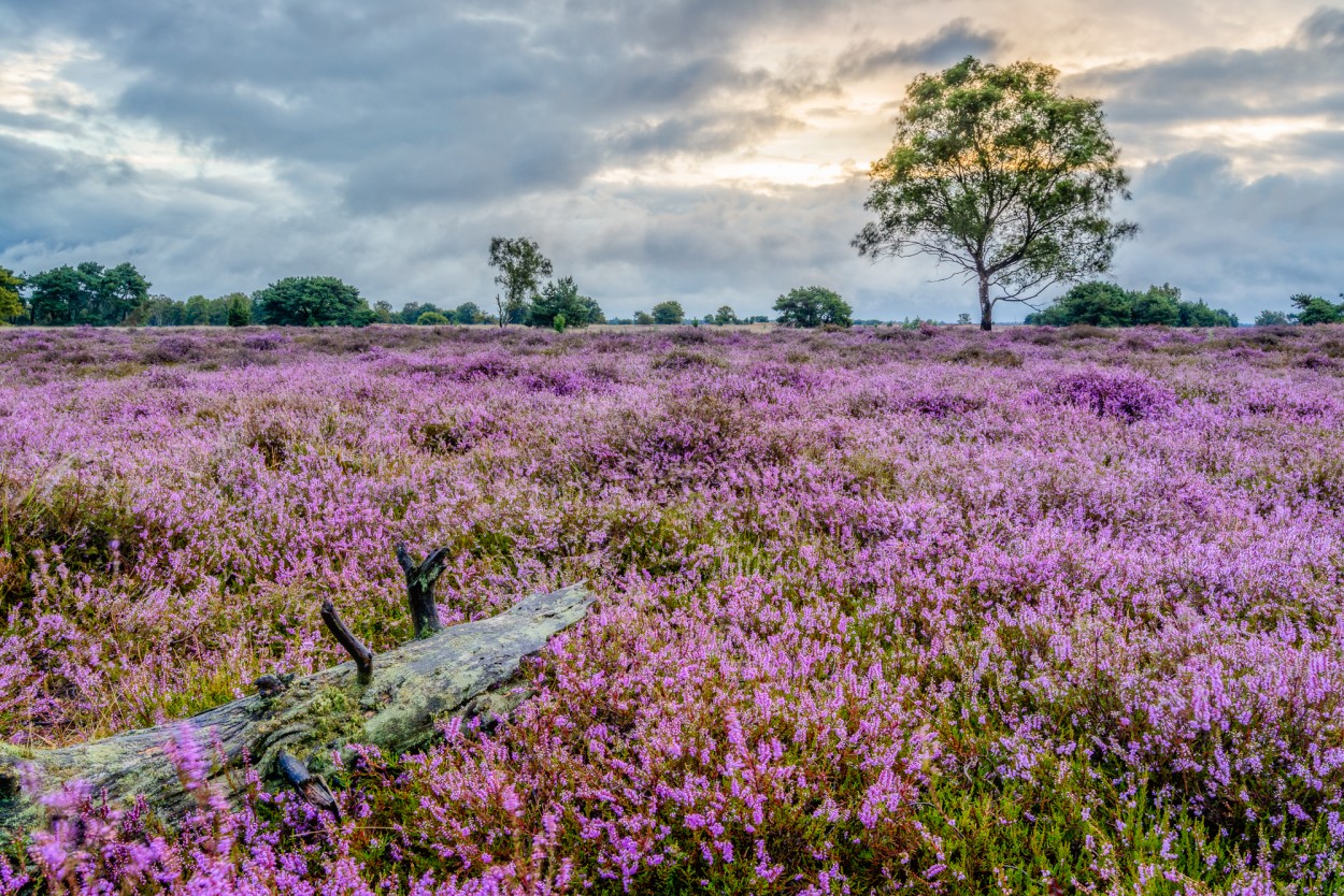 Purple heather Stabrechtse heide