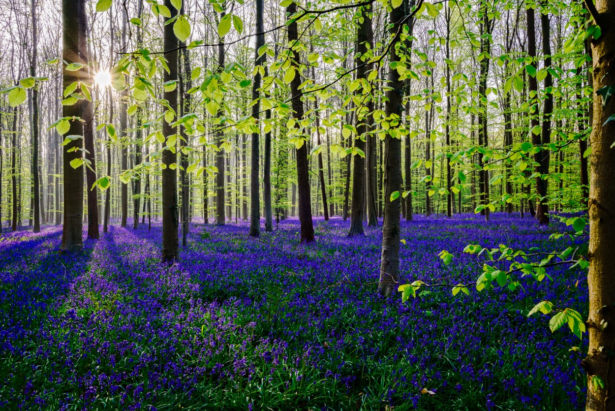 Wood hyacinth and fresh leafs in Hallerbos