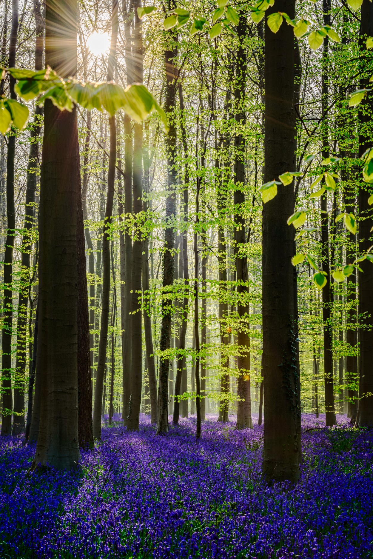 Star and stripes - Hallerbos, Belgium