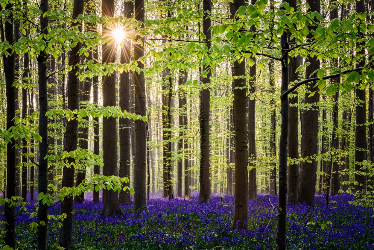 Spring colours with a sunstar in Hallerbos, Belgium