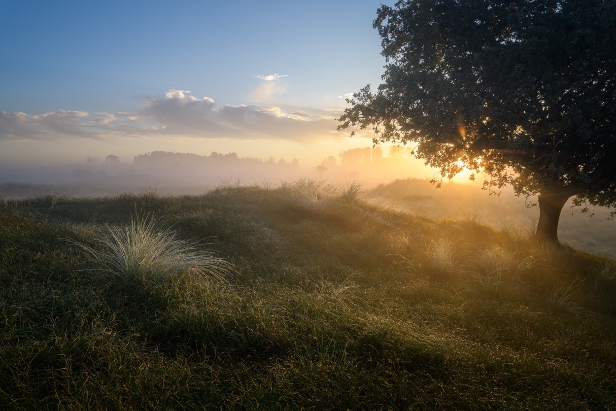 Sunrise on a foggy morning in the dunes - AWD, The Netherlands