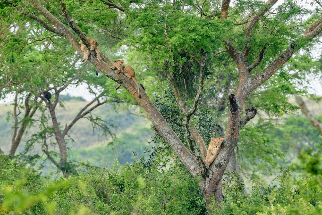 Famous tree climbing lions of Ishasha - Queen Elizabeth NP, Uganda