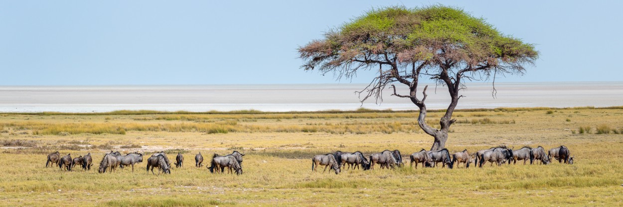 Blue wildebeast in Etsoha NP, Namibia