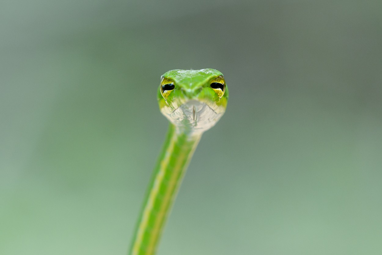 Long-nosed whip snake (Ahaetulla nasuta)