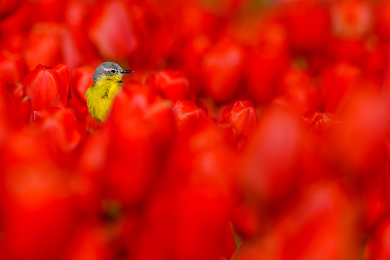 Yellow wagtail on red tulips