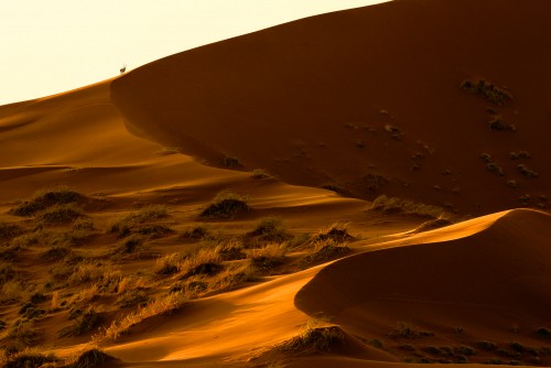 Oryx in the Namibian desert 