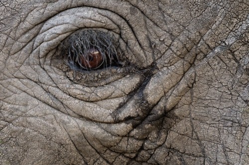 Close up of the eye of an African elephant