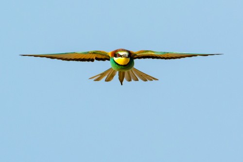 European bee-eater in flight