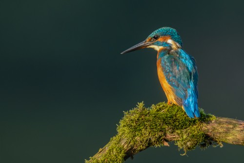 Common kingfisher perching