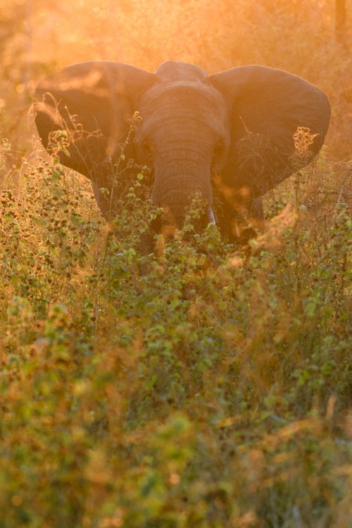Elephant standing in sunset lit vegetation - Kruger Np, South Africa