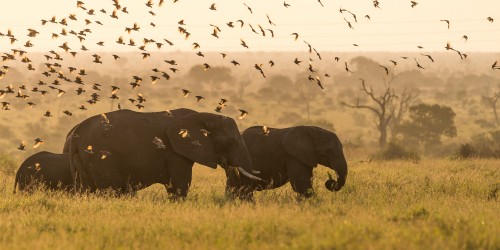 African elephants during sunset with a flock of birds flying over - Kruger Np, South Africa