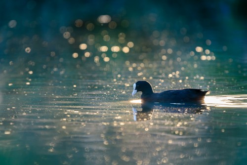 Eurasian coot swimming