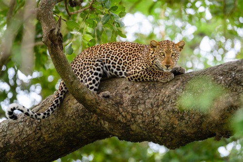 Female leopard relaxing on a tree branch - Murchison Falls NP, Uganda