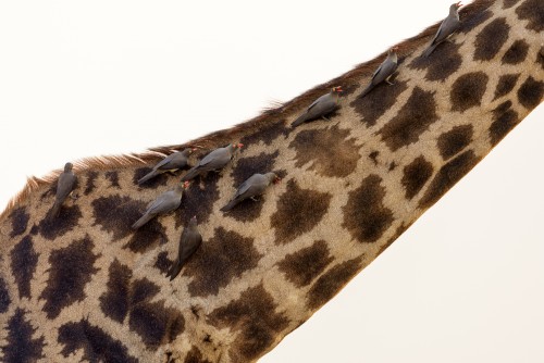 Oxpeckers on the neck of a giraffe -Etosha NP, Namibia