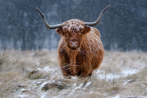 Highland cow in snow