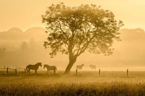 Horsen in golden sunrise mist