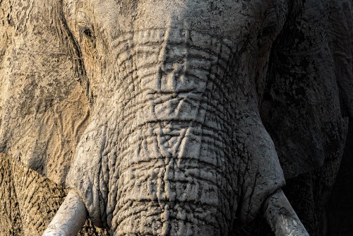 African elephant face in light and shadow