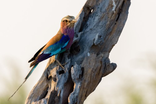 Lilac-breaster roller perched on a tree trunk
