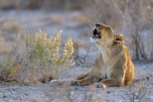 Lions roaring in sunset light - Etosha, Namibia