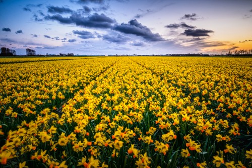Sunset light over a field of Narcissus