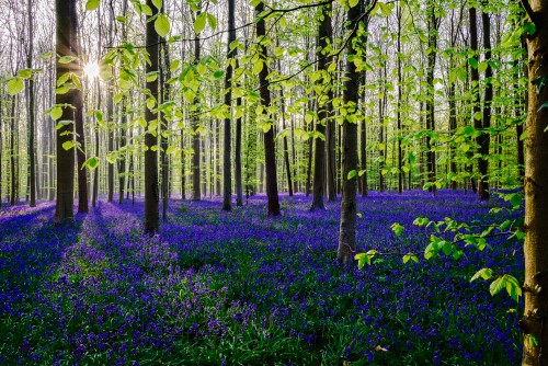 Wood hyacinth and fresh leafs in Hallerbos